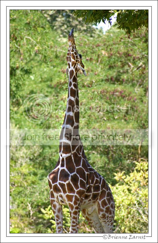 Giraffe_4205.jpg