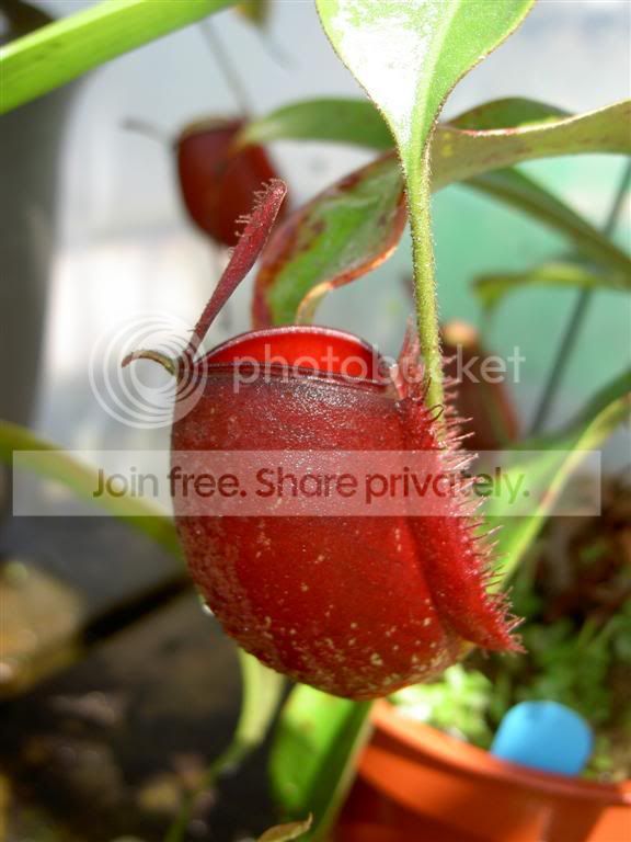 NepenthesampullariaCantleysRed06100.jpg