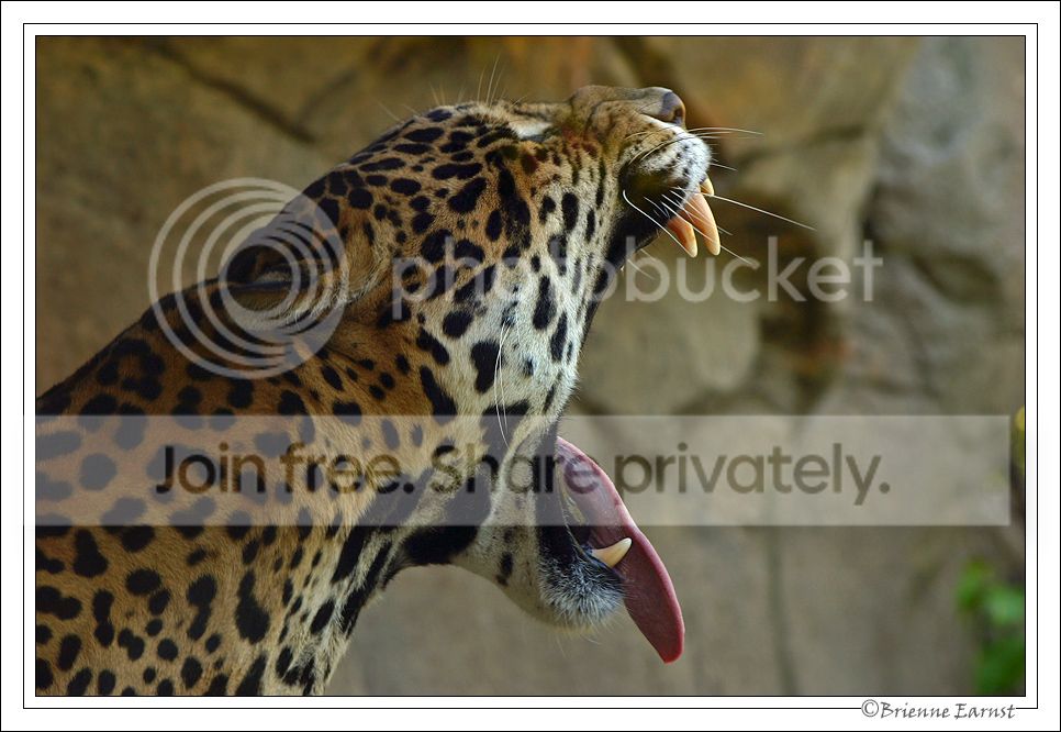JaguarYawn_2685.jpg