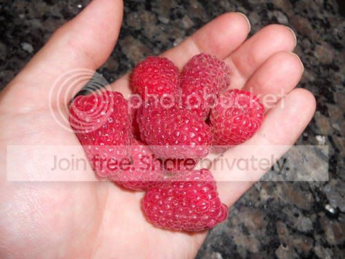 raspberry02_7-4-11.jpg