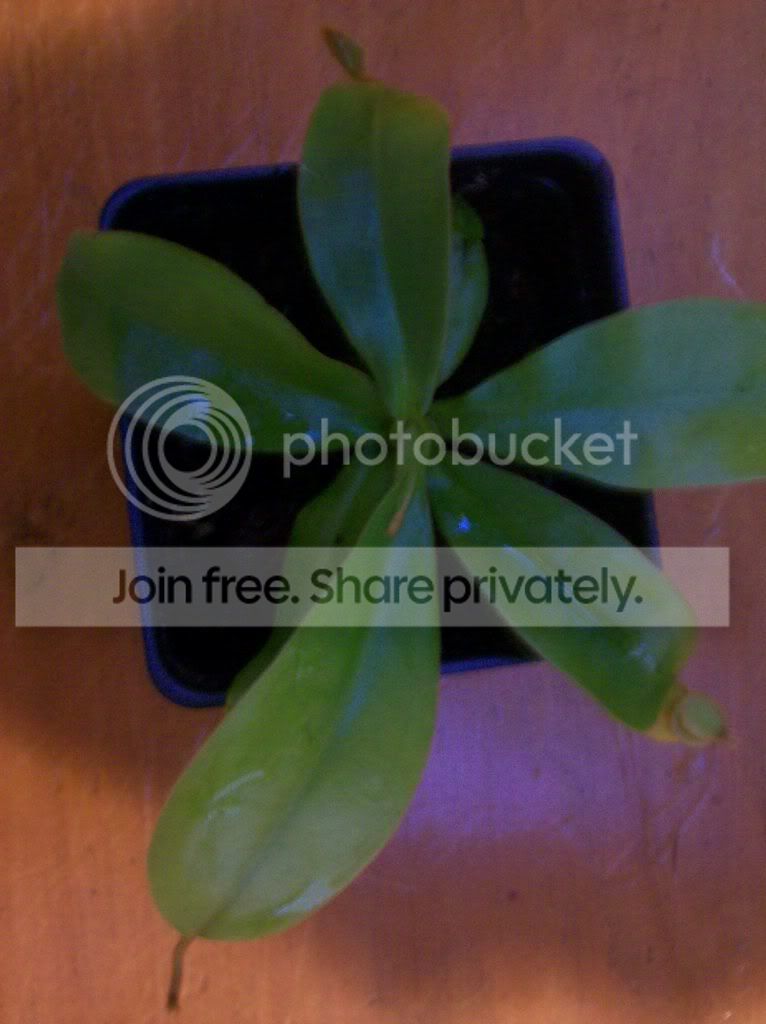 plants067.jpg