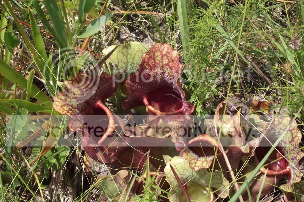DSCF8450.jpg