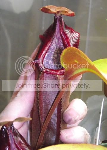 DSCF2425.jpg