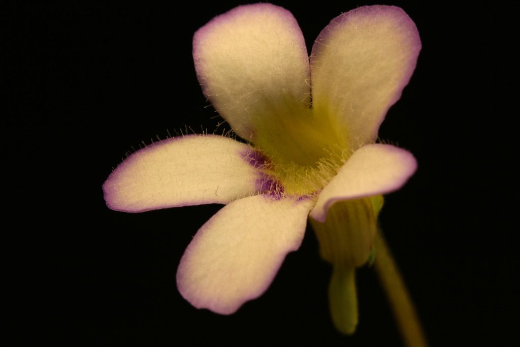 IMG_6394_zps1tneju6j.jpg