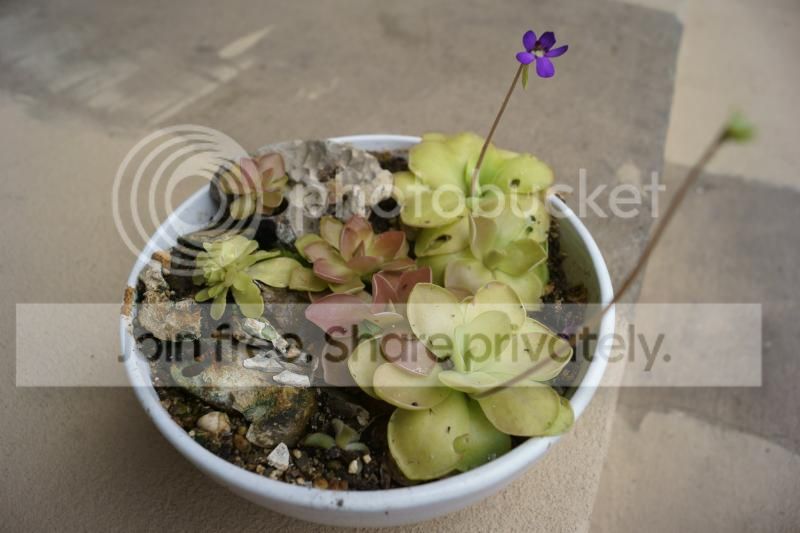 DSC02914_zps1c0f4bbc.jpg