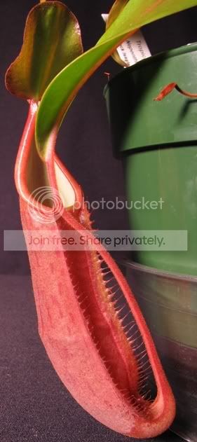 SANGREDPITCHER.jpg