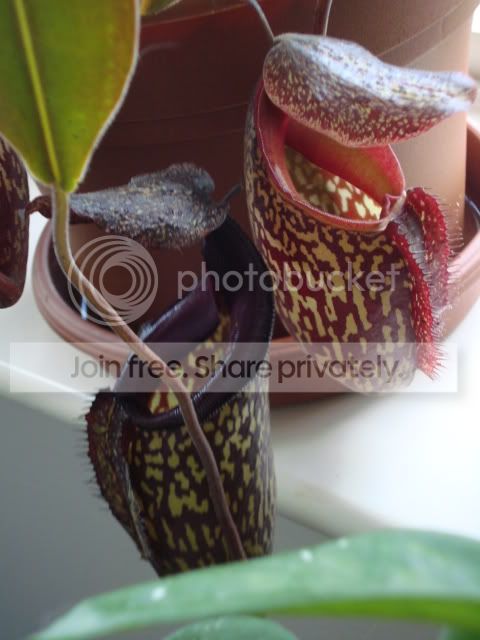 DSC02767.jpg