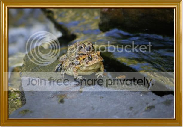 toads2.jpg