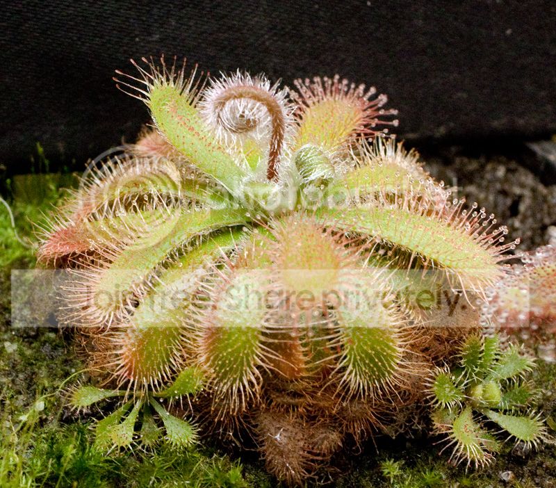 tomentosa.jpg