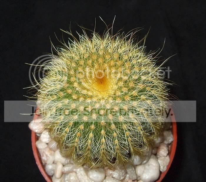 newcactuses006.jpg