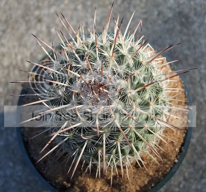 CactusD.jpg