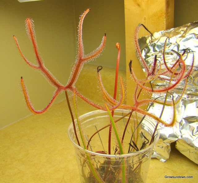 Dichotoma_Giant_Drosera_binata_var.JPG