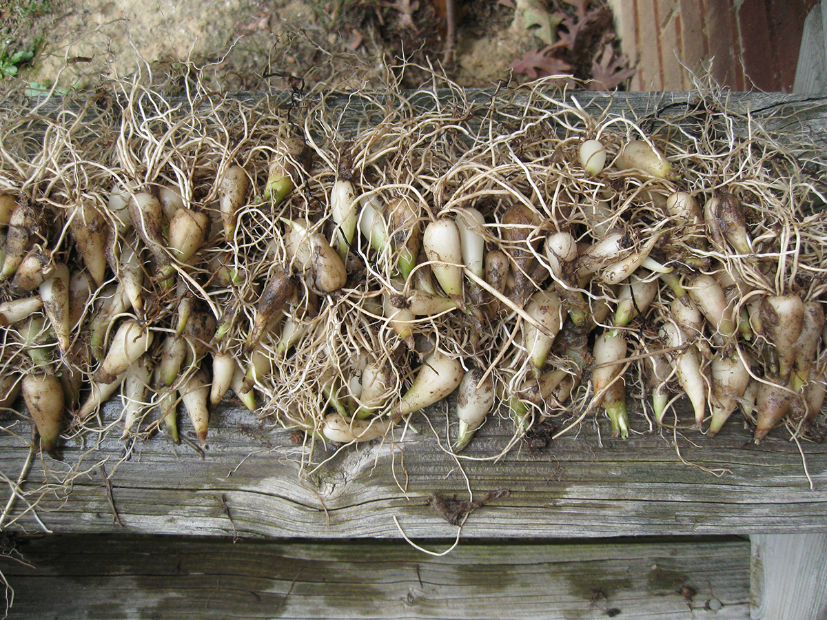 ramp_bulbs.JPG