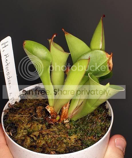 Close-up-CPs-007.jpg