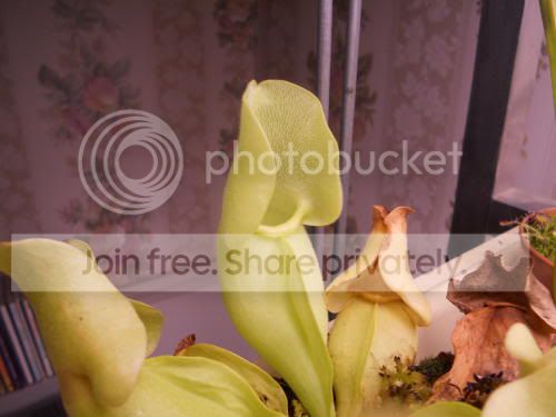 Sluteolea_1-24-12.jpg