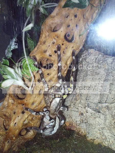 tarantulas05fall4.jpg