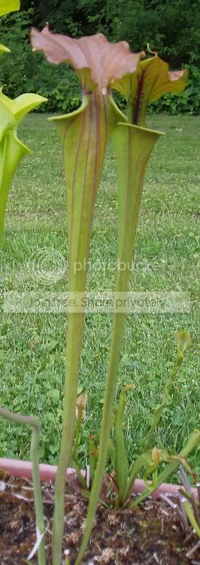 Sflavacuprea46B061307RS.jpg