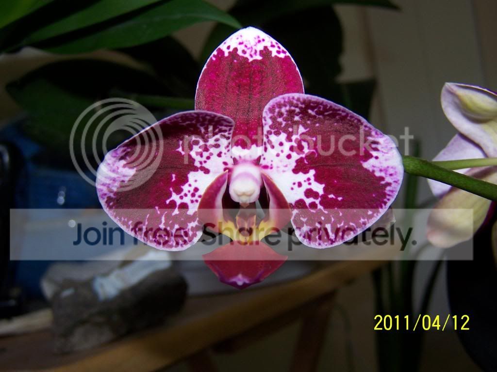 100_4445.jpg