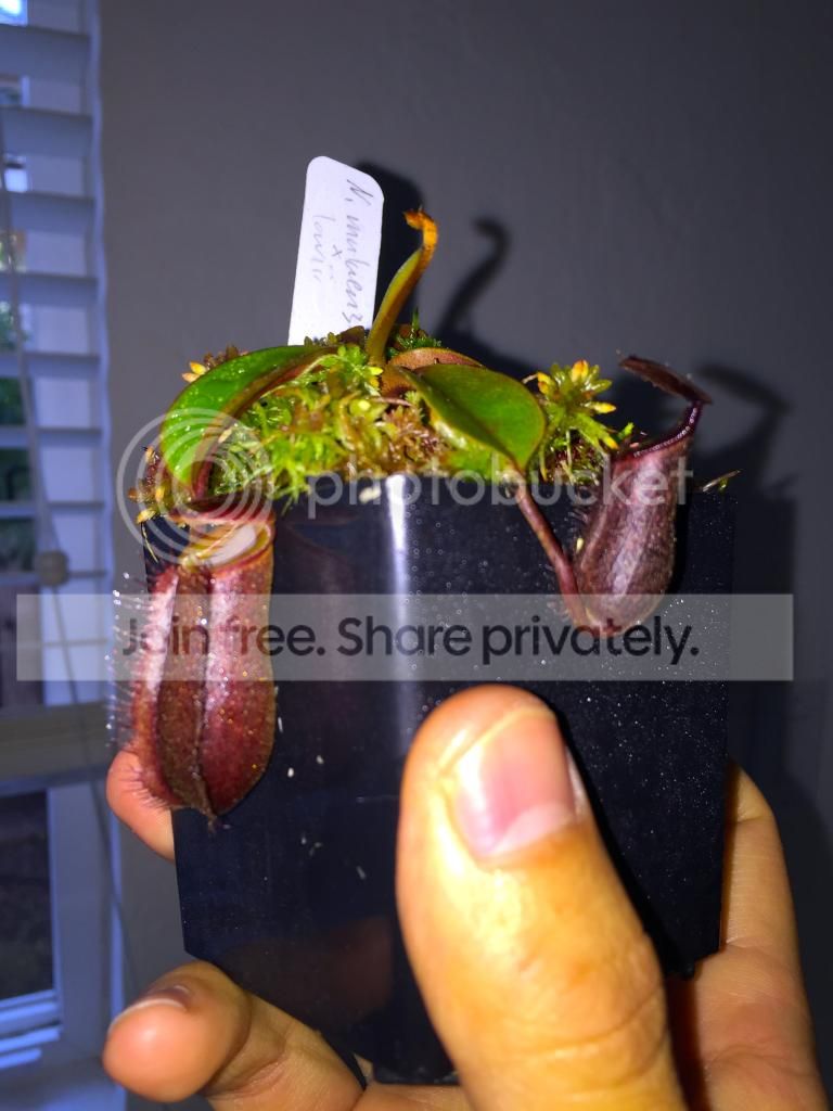 IMG_0417_zps4r4q8zet.jpg
