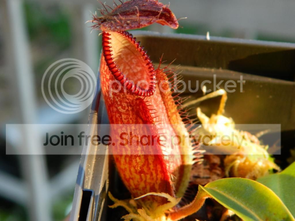 DSCN1575.jpg