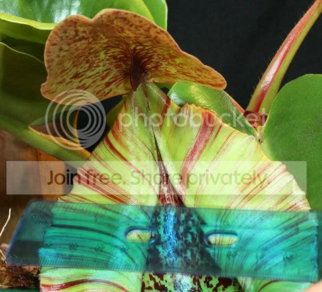 TRUNCATA1-2.jpg