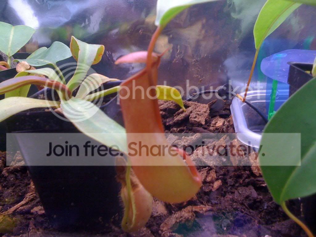 Nepenthes004.jpg