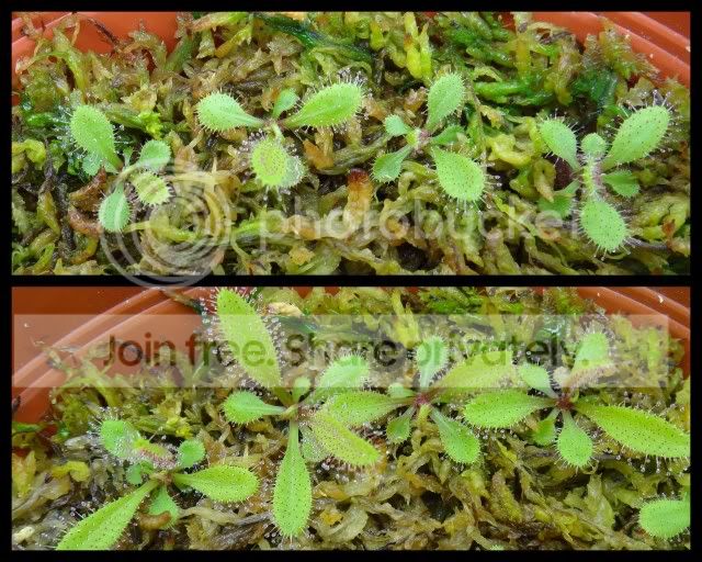 drosera_adelae_plantlets_110212.jpg
