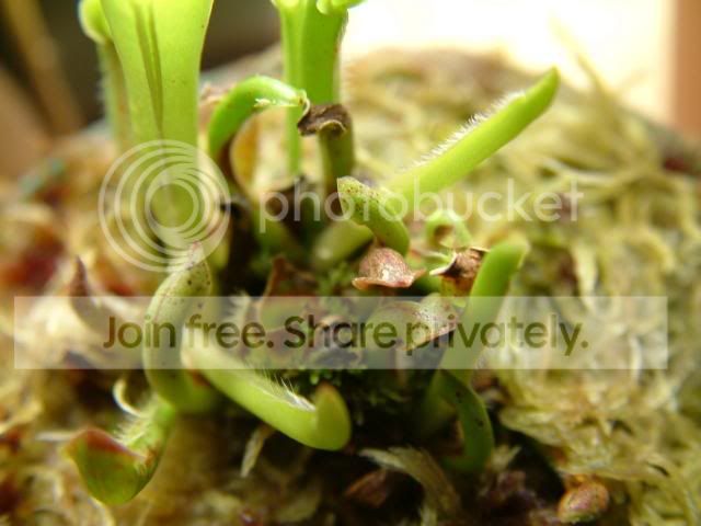 Heliamphora005.jpg