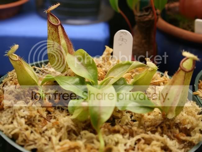 bigseedling4.jpg