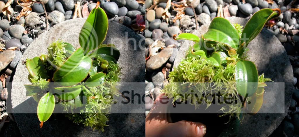 MACRO.jpg