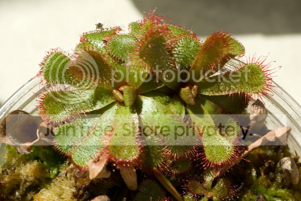 IMGP0225_zpsh5ixtb4x.jpg