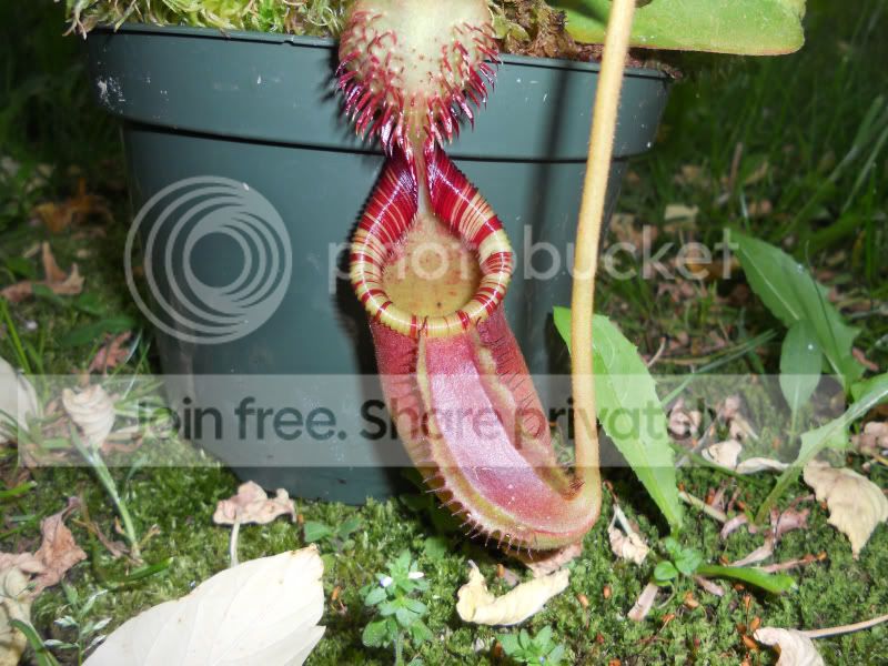 Nephippiata_5-23-12.jpg