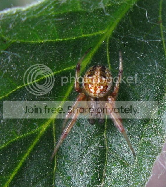 IMG_3058-spider-on-tomato-leaf.jpg