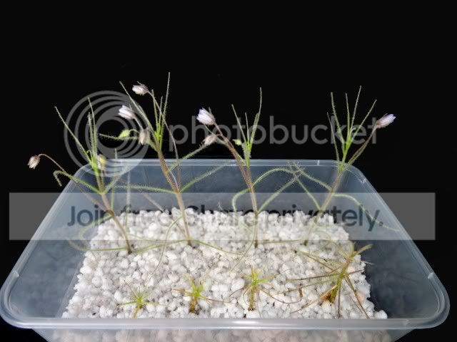 byblis_liniflora_guehoi_cuttings.jpg