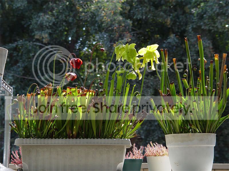 sarr_flowers08_02.jpg