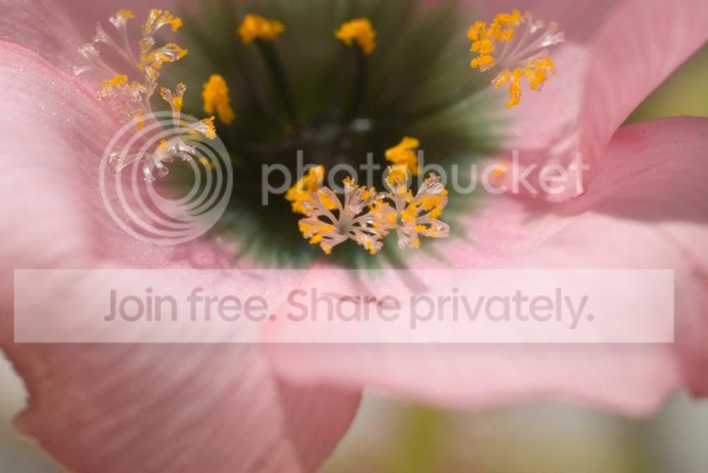 IMGP7231_zps5c112b1e.jpg