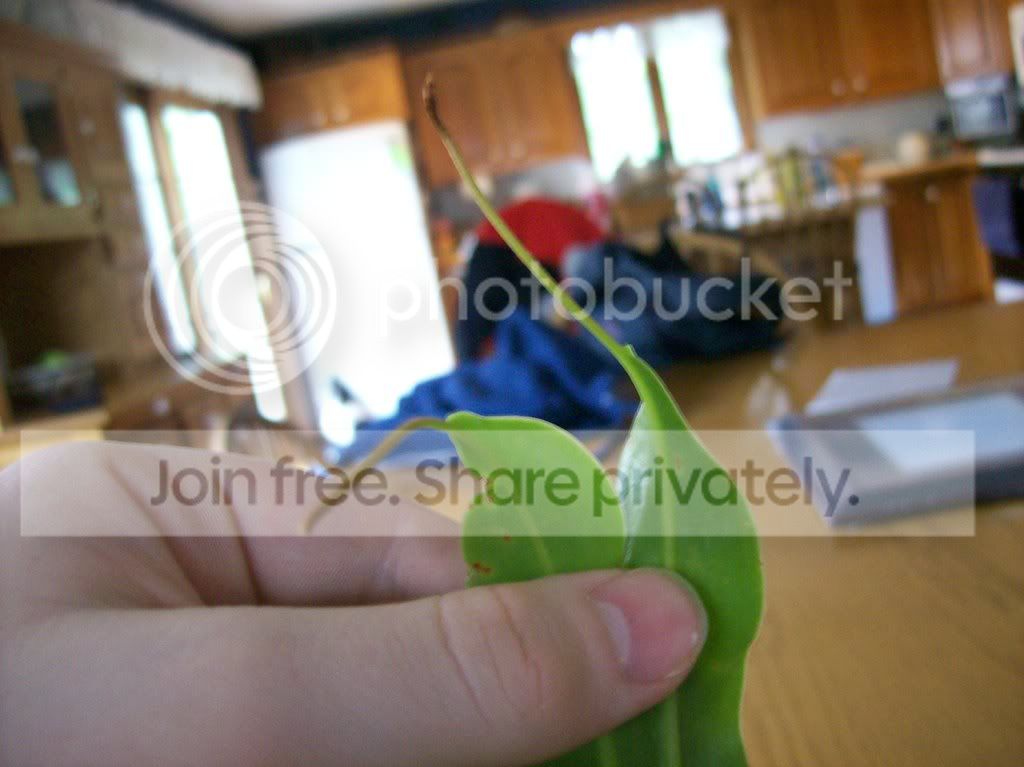 somepics173.jpg