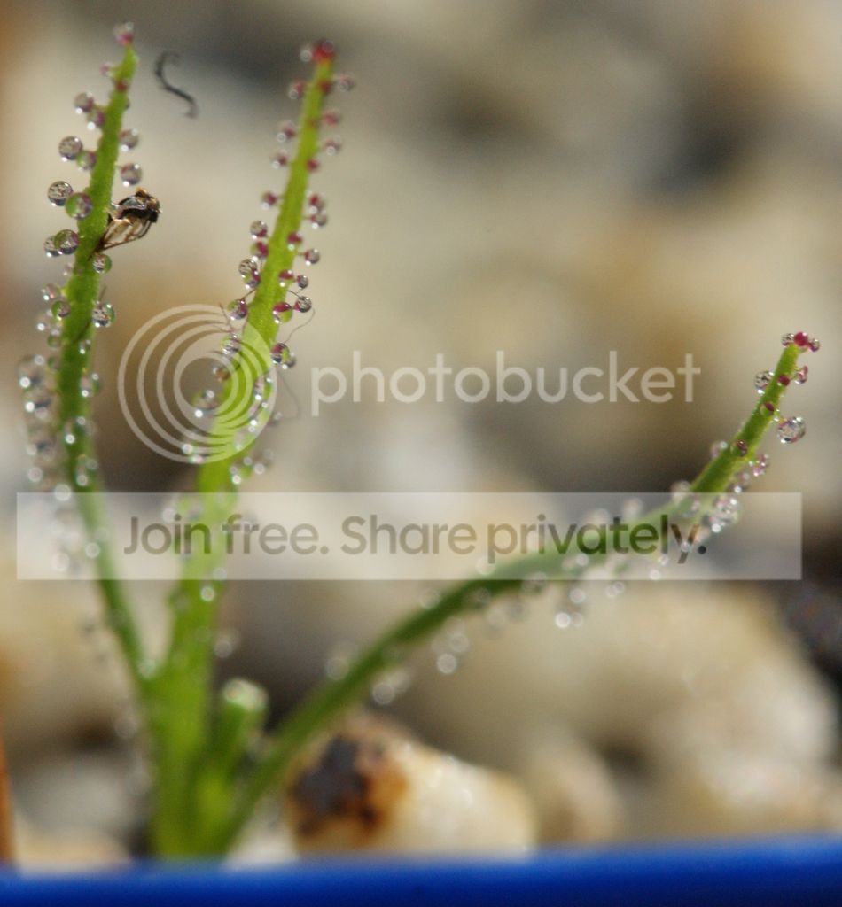 Drosophyllum02.jpg