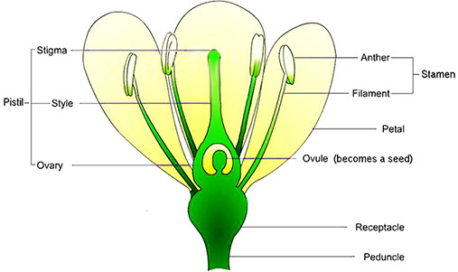 flower.jpg
