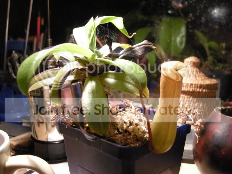 DSCN6515.jpg