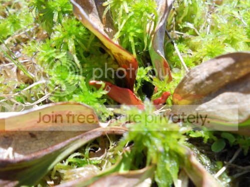 Spurpurea_6-3-11.jpg