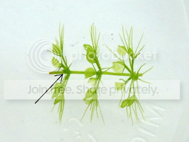 aldrovanda_cutting1.jpg