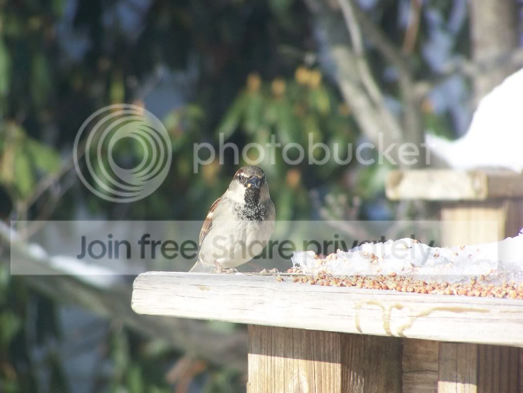 birds033.jpg
