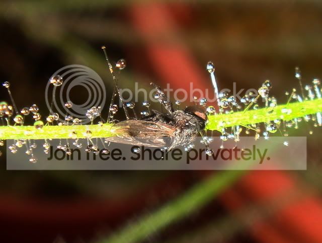 byblis_guehoi_prey1.jpg