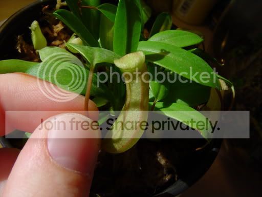 nepenthes_pitcher002.jpg