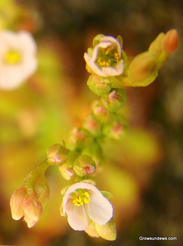 Capillaris_flower_cluster-1.JPG