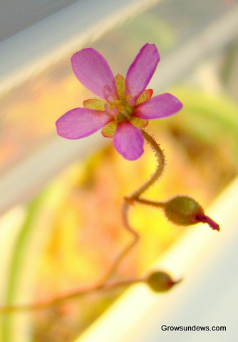 flower_Drosera_sp_South_Africa.JPG
