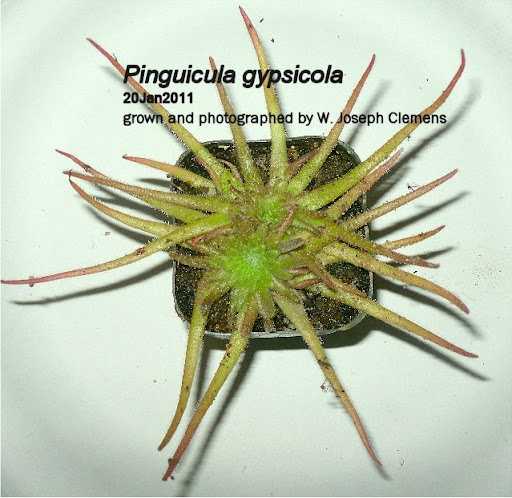 P_gypsicola_Jan2011.jpg