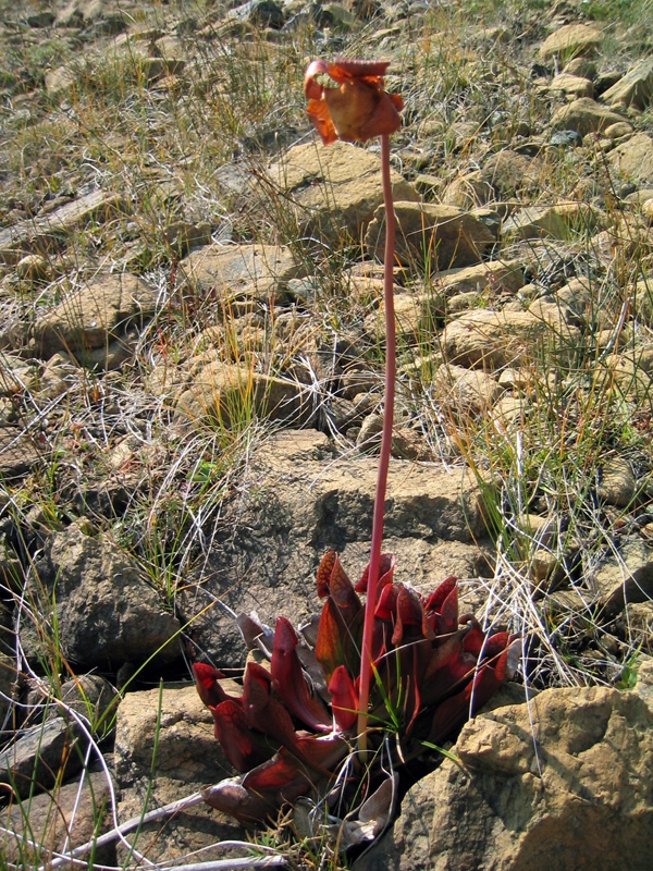 Purplepitcherplant.jpg