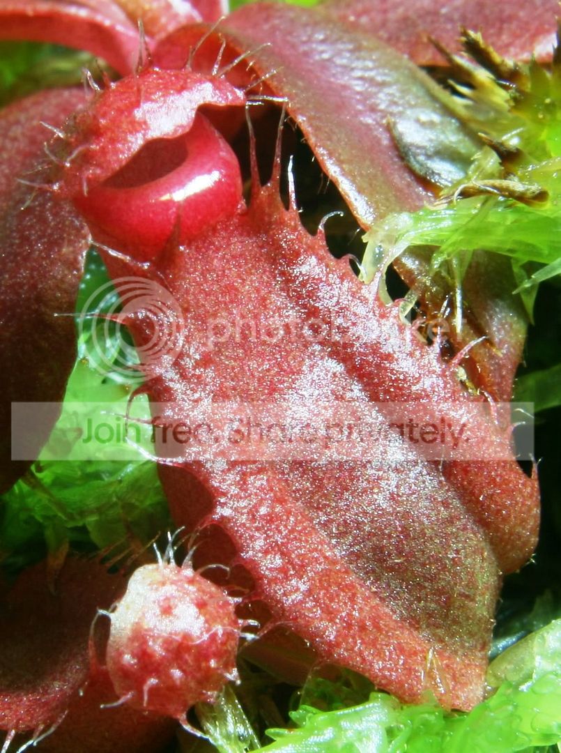 ALBOSEEDLING.jpg